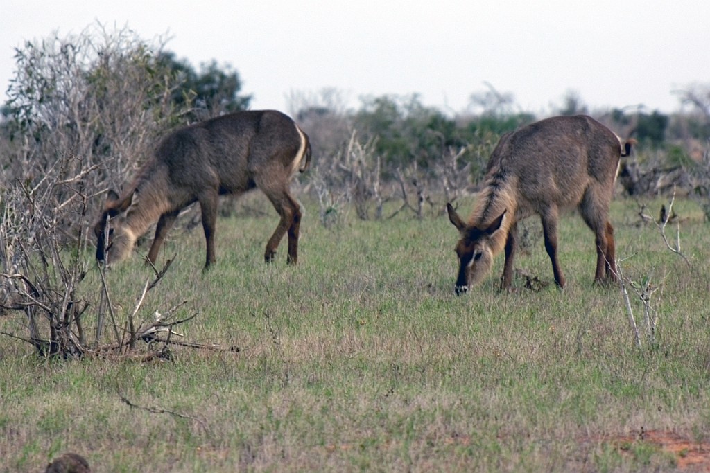 Kenia (438).jpg